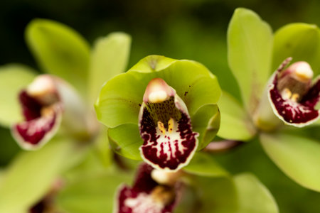 A closeup shot of beautiful cattleya orchidsの写真素材