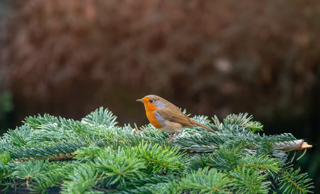 A selective focus shot of a robin perched on coniferous tree branchesの写真素材