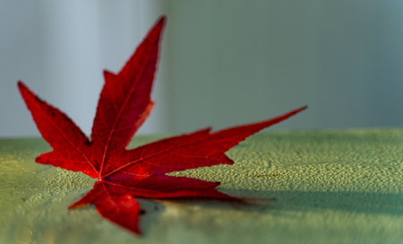 A red autumn leaf on a green rough surfaceの写真素材