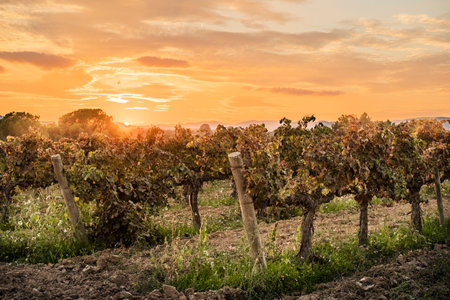 A beautiful autumn landscape with vineyards in early autumn in the Penedes region, Catalonia, Spainの写真素材