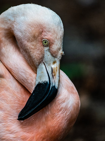 A selective focus shot of a pink flamingoの写真素材