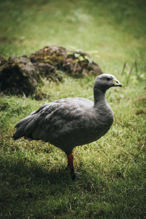 A vertical shot of the Cape Barren goose in the field. (Cereopsis novaehollandiae)の写真素材