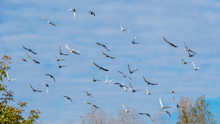 A large group of decorative multicolored doves flies on trees against a blue cloudy autumn sky.の写真素材