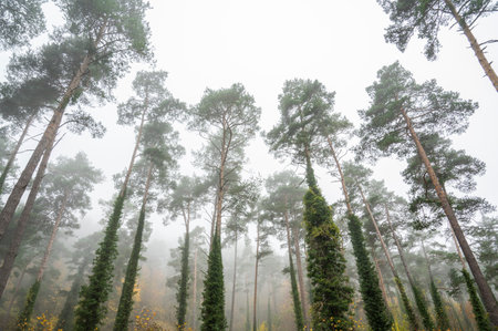 A beautiful view of a forest with large trees on a foggy dayの写真素材