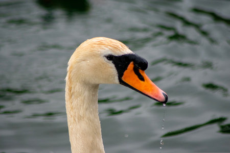 A closeup of a beautiful white swan in a pond on a blurry backgroundの写真素材