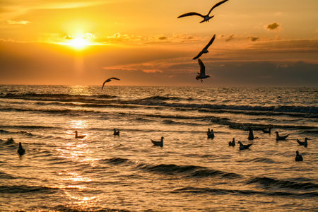 A beautiful shot of seagulls flying over a sea during the sunsetの写真素材