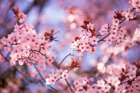 A selective focus shot of cherry blossoms in spring