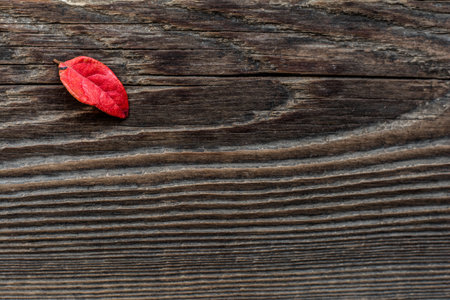 A top view of a small red leaf on a textured wooden surfaceの写真素材