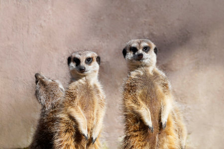 A closeup shot of three meerkats on a wall backgroundの写真素材