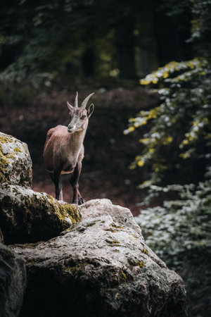 A vertical shot of a small grat standing on a cliffの写真素材