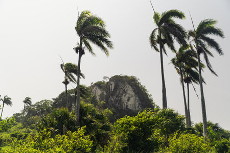A rocky mountain with coconut trees and greenery against a gray skyの写真素材