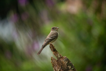 A beautiful shot of a bird on a tree in a forest with blurred backgroundの写真素材