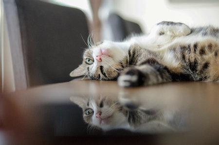 An adorable domestic kitten in a roomの写真素材