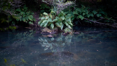 A reflection of trees in the pond during the daytiの写真素材