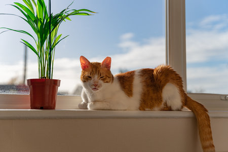 A closeup shot of a cute fluffy cat on a windowsill near a potted plantの写真素材
