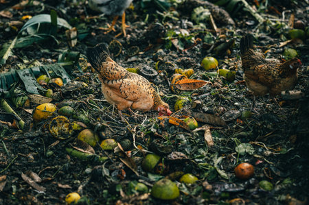 A chicken on the ground with fallen tropical fruitの写真素材