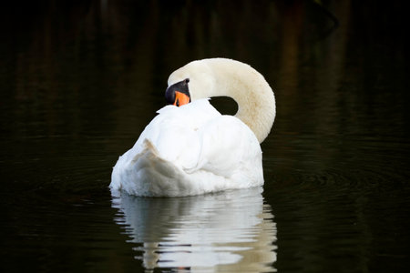 A closeup shot of a white swan swimmingの写真素材