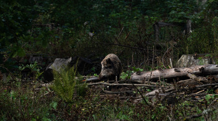 A lonely wild swine wandering in the forestの写真素材