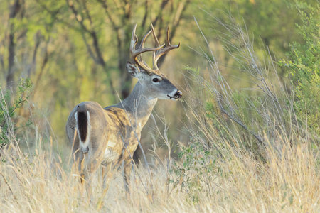 A closeup of beautiful white tail deer in the fieldの写真素材