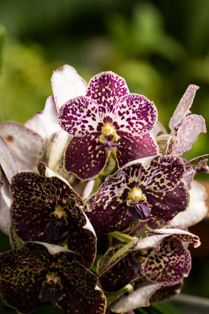 A closeup shot of beautiful cattleya orchidsの写真素材