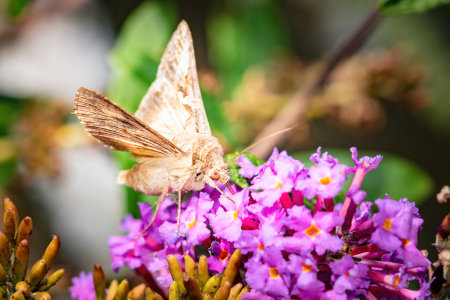 A closeup of a moth on beautiful purple flowersの写真素材