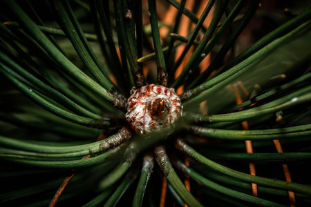 A closeup of pine branch at nightの写真素材