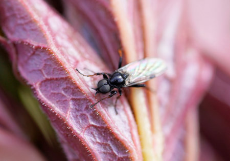 A small fly on the red leaf of a peonyの写真素材