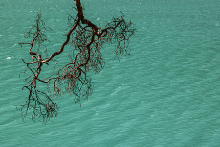 A beautiful view of bare tree branches with a lake in the background, South Americaの写真素材