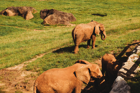 A beautiful shot of three elephants in a field during the dayの写真素材