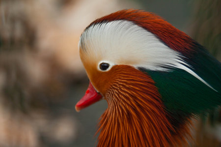 A close-up shot of a cute colorful mandarin duck isolated on a blurry backgroundの写真素材