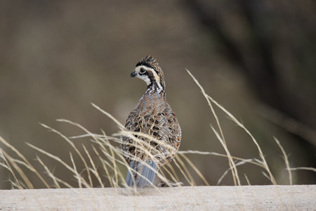 A selective focus shot of a Northern Bobwhiteの写真素材