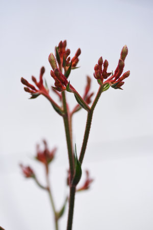A vertical shot of a beautiful kangaroo paw on the white backgroundの写真素材