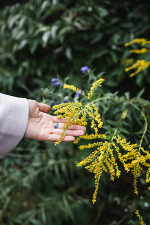 A vertical shot of a hand touching a Solidago bush
