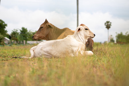 The two cows in the field at daytimeの写真素材