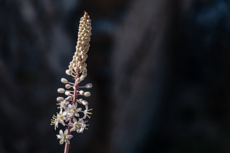 A black cohosh flowering plant in the blurred background with copy space, Greeceの写真素材
