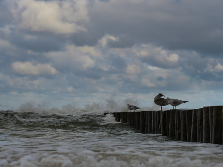 A group of seagulls perched on a port near the Baltic Seaの写真素材