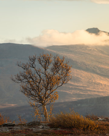 A vertical shot of autumn in Stuggudalen in the Sylan Mountains, Norwayの写真素材