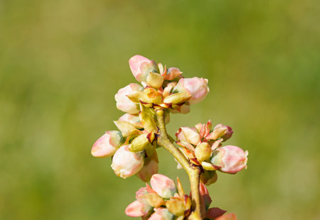 A closeup shot of beautiful blueberry blossomsの写真素材