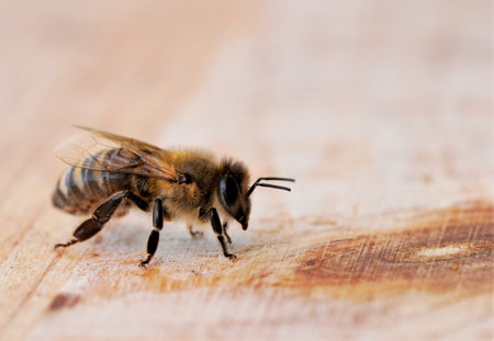 A closeup shot of a Western honey bee on a wooden surfaceの写真素材
