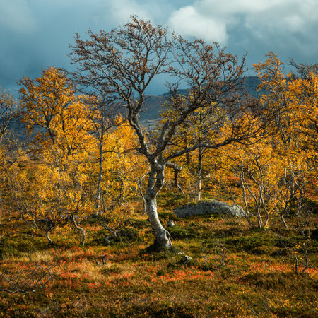 A beautiful shot of a bare tree on an autumn field in Stuggudalen in the Sylan Mountains, Norwayの写真素材