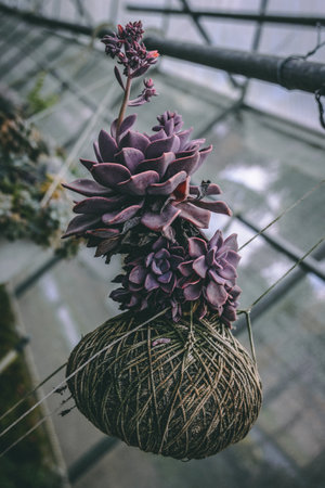 A closeup of hanging succulent in the greenhouseの写真素材
