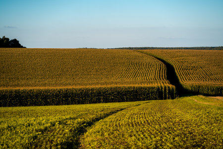 A beautiful shot of corn field