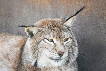 A closeup shot of a cute lynxの写真素材