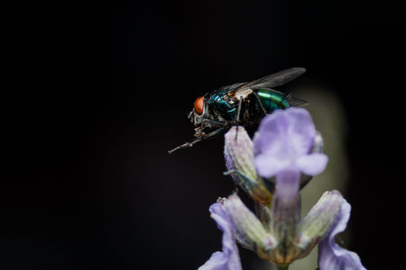 A closeup of a fly on purple flower against a black background with free space for textの写真素材