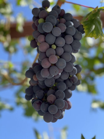 A vertical closeup of the dark grapes on the vine.