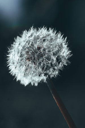 A closeup shot of a dandelion with blurred backgroundの写真素材