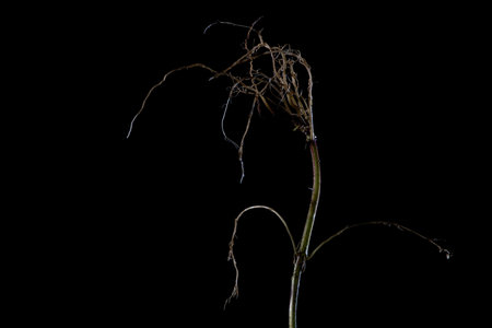 A closeup of dried dendrobium linearifolium isolated on a black background