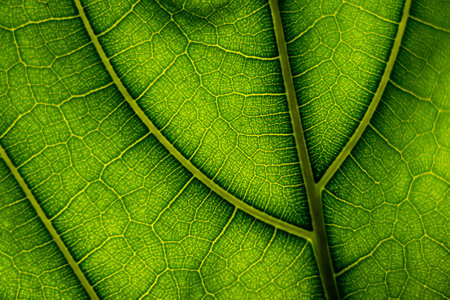 A closeup shot of green leaf texture