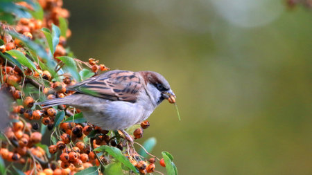 A selective focus shot of a sparrow on a firethorn branch