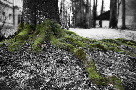 A closeup shot of the mossy roots of a treeの写真素材